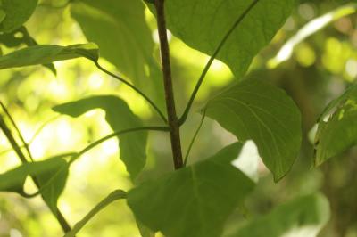 Catalpa, Arbre aux haricots Catalpa bignonioides Walter, 1788