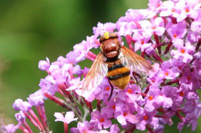 Volucelle zonée Volucella zonaria (Poda, 1761)