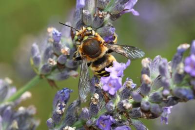  Anthidium loti Perris, 1852