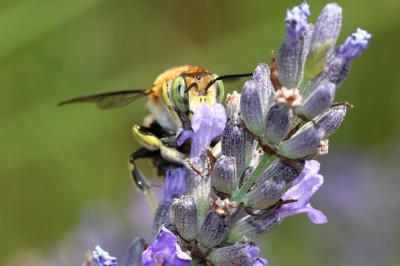  Anthidium loti Perris, 1852