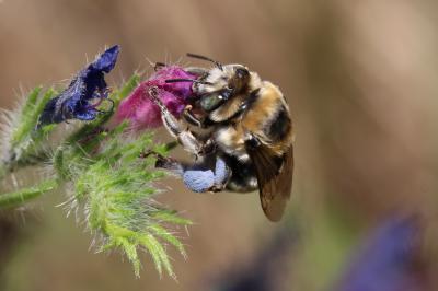 Anthophore cuissarde Anthophora femorata (Olivier, 1789)