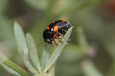 Cryptocéphale massif Cryptocephalus crassus Olivier, 1791