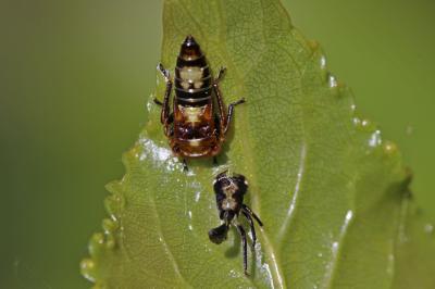 Idiocerus Lewis, 1836