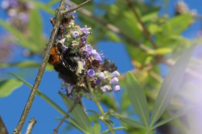 Bourdon des arbres Bombus hypnorum (Linnaeus, 1758)