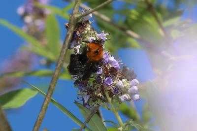 Bourdon des arbres Bombus hypnorum (Linnaeus, 1758)