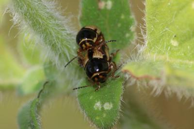  Cryptocephalus pygmaeus Fabricius, 1792