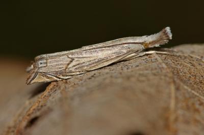  Metacrambus carectellus (Zeller, 1847)
