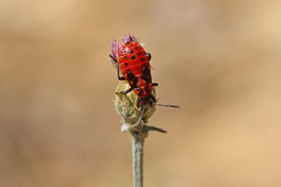Punaise à damier Spilostethus saxatilis (Scopoli, 1763)