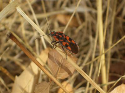 Punaise à damier Spilostethus saxatilis (Scopoli, 1763)