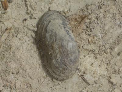 Anodonte des rivières Anodonta anatina (Linnaeus, 1758)