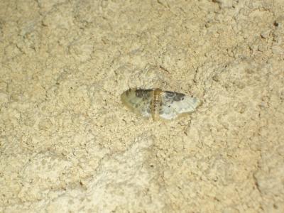 Acidalie rustique du Midi (L') Idaea filicata (Hübner, 1799)