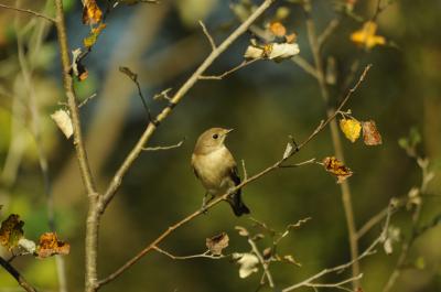Gobemouche noir Ficedula hypoleuca (Pallas, 1764)
