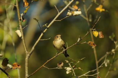 Gobemouche noir Ficedula hypoleuca (Pallas, 1764)