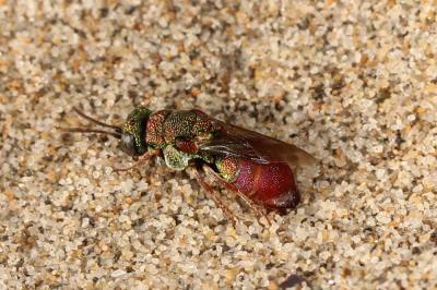  Parnopes grandior (Pallas, 1771)