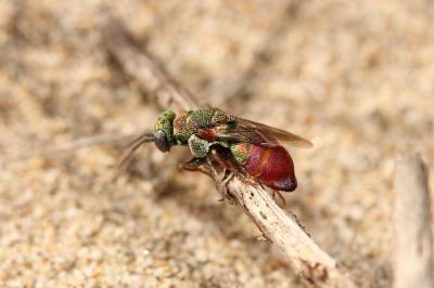  Parnopes grandior (Pallas, 1771)