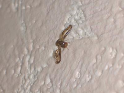  Toxoneura muliebris (Harris, 1780)