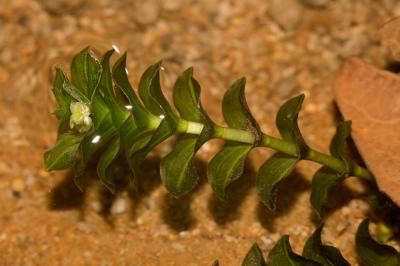 Potamot dense, Groenlandia serré Groenlandia densa (L.) Fourr., 1869