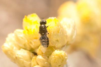  Nemotelus uliginosus (Linnaeus, 1767)