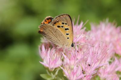 Cuivré commun (Le), Argus bronzé (L'), Bronzé (Le) Lycaena phlaeas (Linnaeus, 1760)
