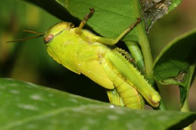 Criquet égyptien Anacridium aegyptium (Linnaeus, 1764)