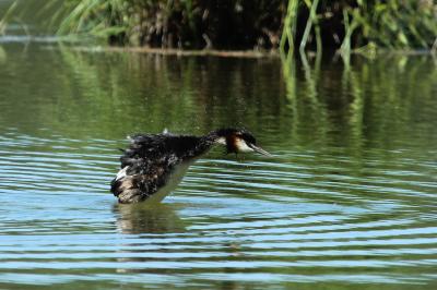 Grèbe huppé Podiceps cristatus (Linnaeus, 1758)