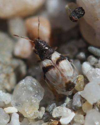  Macropternella marginalis (Fieber, 1861)