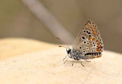 Collier-de-corail (Le), Argus brun (L') Aricia agestis (Denis & Schiffermüller, 1775)