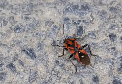  Spilostethus pandurus (Scopoli, 1763)