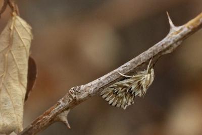  Cynaeda dentalis (Denis & Schiffermüller, 1775)