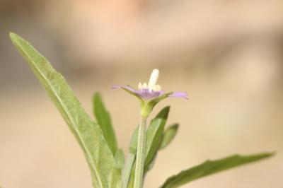 Épilobe vert foncé, Épilobe foncé Epilobium obscurum Schreb., 1771