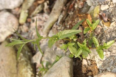 Épilobe vert foncé, Épilobe foncé Epilobium obscurum Schreb., 1771