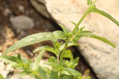 Épilobe vert foncé, Épilobe foncé Epilobium obscurum Schreb., 1771