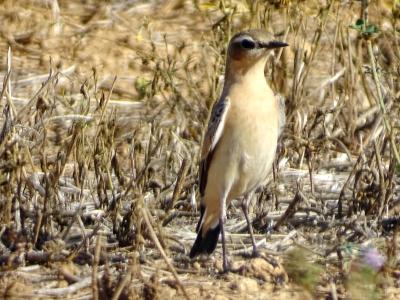 Traquet motteux Oenanthe oenanthe (Linnaeus, 1758)
