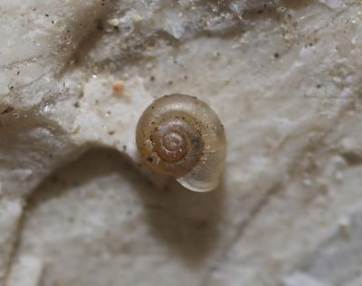 Vallonie des marais Vallonia enniensis (Gredler, 1856)