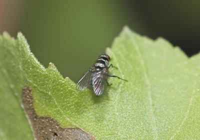  Limnophora obsignata (Rondani, 1866)