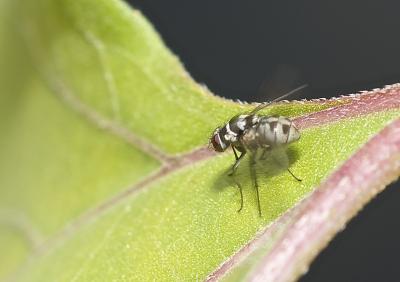  Limnophora obsignata (Rondani, 1866)
