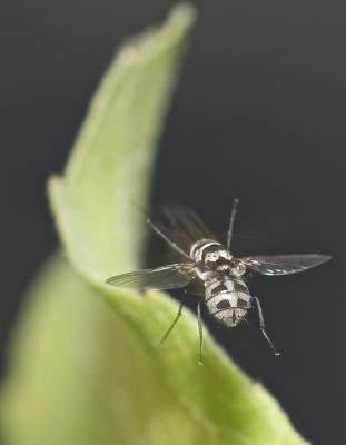  Limnophora obsignata (Rondani, 1866)