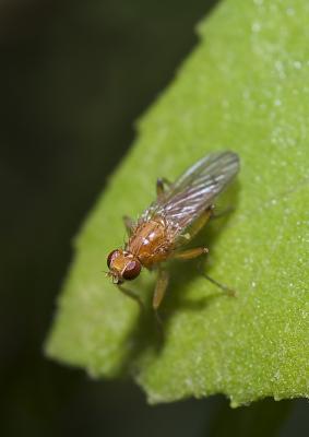  Norellisoma spinimanum (Fallén, 1819)
