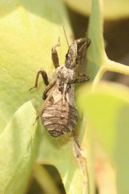 Rèduve à pattes rouges Rhynocoris erythropus (Linnaeus, 1767)