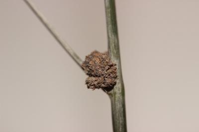Scirpe du Midi Scirpoides holoschoenus subsp. australis (L.) Soják, 1972