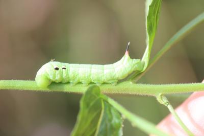 Grand Sphinx de la Vigne (Le) Deilephila elpenor (Linnaeus, 1758)
