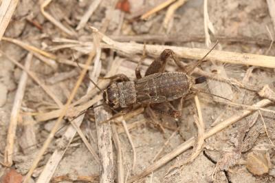 Grillon bordelais, Grillon d'été Eumodicogryllus bordigalensis (Latreille, 1804)