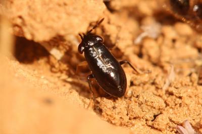  Geocoris lineola (Rambur, 1839)