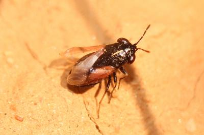  Geocoris lineola (Rambur, 1839)