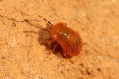 Géocore à tête rouge Geocoris erythrocephalus (Lepeletier de Saint Fargeau & Audinet-Serville, 1825)
