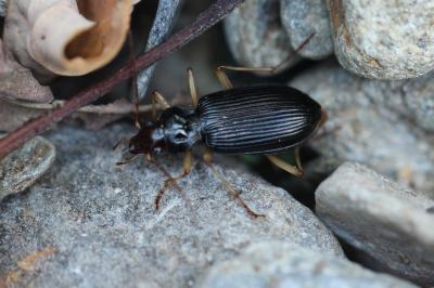  Nebria picicornis (Fabricius, 1801)