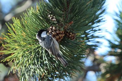 Mésange noire Periparus ater (Linnaeus, 1758)
