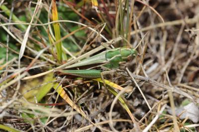Criquet de la Palène, Sténobothre ligné, Criquet d Stenobothrus lineatus (Panzer, 1796)