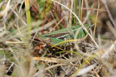 Criquet de la Palène, Sténobothre ligné, Criquet d Stenobothrus lineatus (Panzer, 1796)