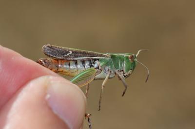Criquet de la Palène, Sténobothre ligné, Criquet d Stenobothrus lineatus (Panzer, 1796)